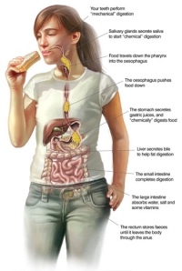 Digestive system and diet